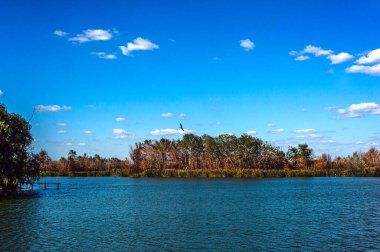 River bank with trees.A bird is flying above the trees.Blue sky with white clouds. Copy space.