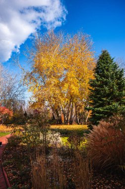 Parkta sonbahar manzarası. Mavi gökyüzüne karşı bir grup huş ağacı. Yeşil renk..