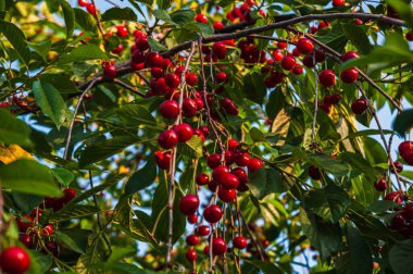 Sunny summer day.Cherry branches with red berries.