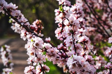 Çiçeklenme dalları kiraz renginde. Arka plan. Uzayı kopyala.
