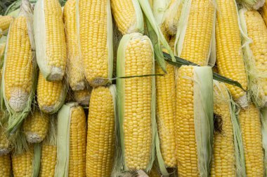 Pazarda dizilmiş taze mısır koçanları..