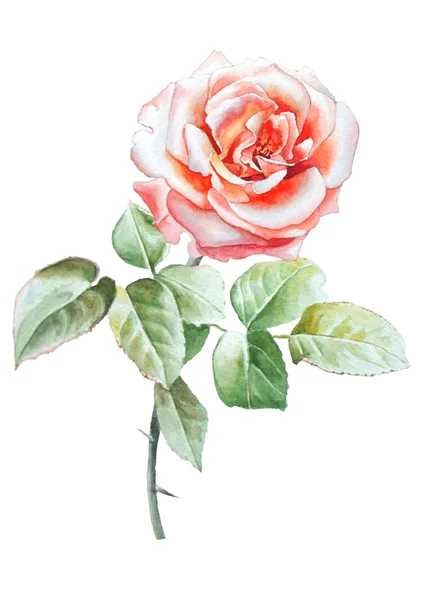 Illustration with realistic rose. Watercolor. — Stock Photo, Image