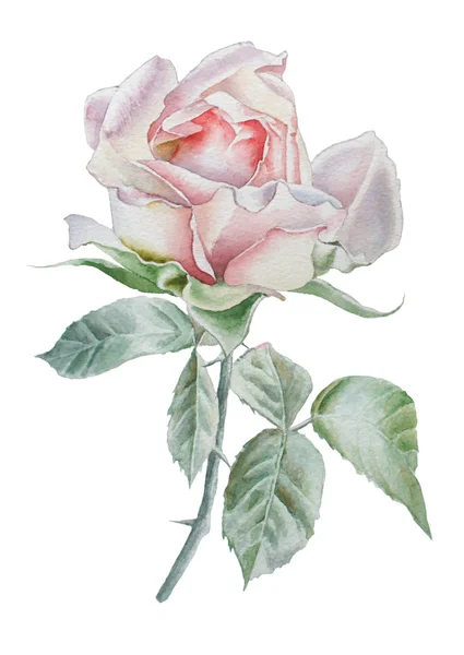 Ilustración con rosa realista. Acuarela . —  Fotos de Stock