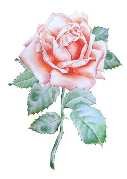 Illustration with realistic rose. Watercolor. — Stock Photo, Image