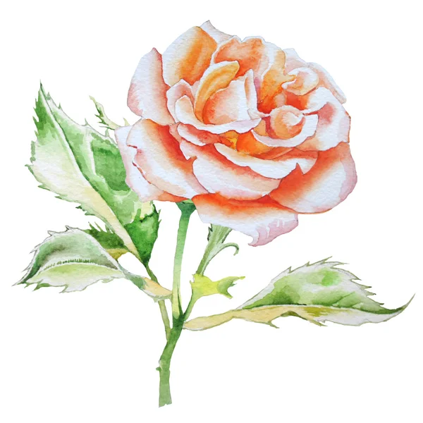 Ilustración con rosa realista. Acuarela . —  Fotos de Stock
