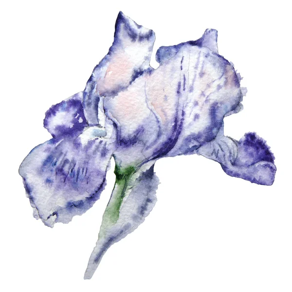 Illustration mit Aquarellblume. Schwertlilie. — Stockfoto