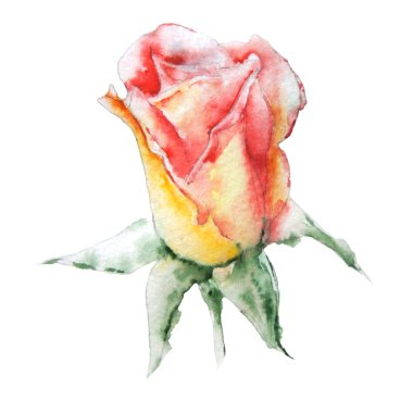 İllüstrasyon kırmızı gül ile. Suluboya.