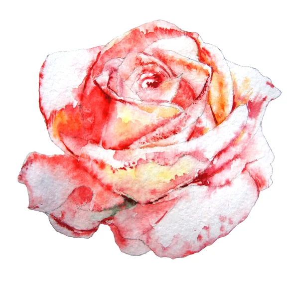 Illustration med rose. Akvarell. — Stockfoto