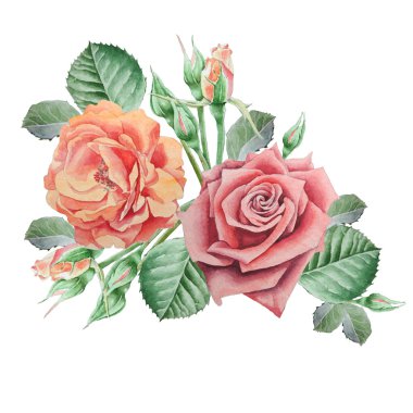 Çiçek çiçek kartı. Rose. Suluboya resim.