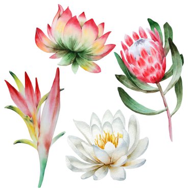 Tropik suluboya çiçeklerle kurulmuş. El çizimi.