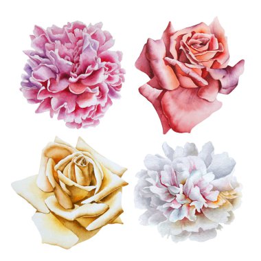 Suluboya güller ve şakayıklarla dolu. El çizimi.