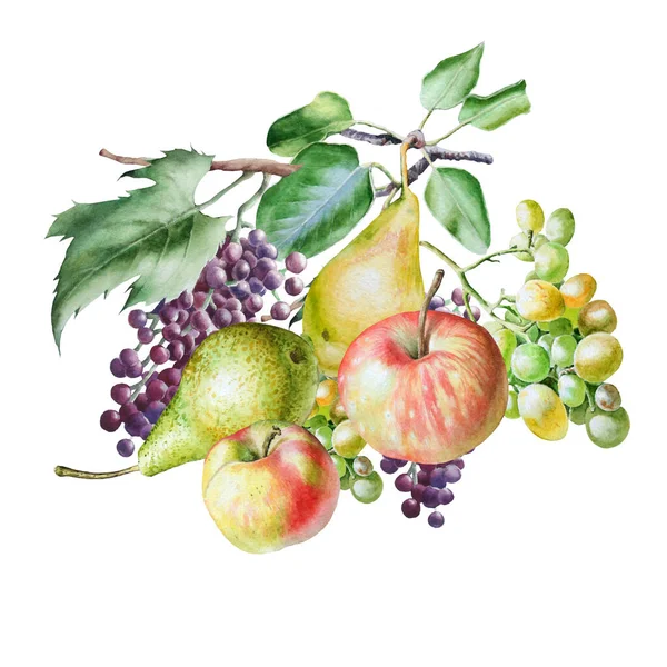 Sonbahar Meyveli Suluboya Buket Elma Üzüm Armut Çizimi — Stok fotoğraf