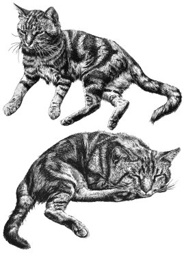 yalan iki kedi gösteren resim
