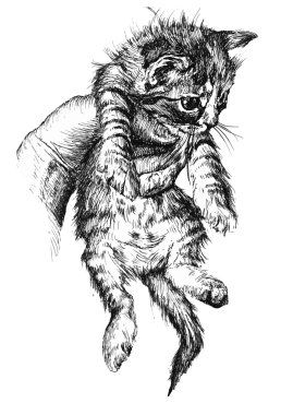 küçük, şirin bir kedi gösteren resim