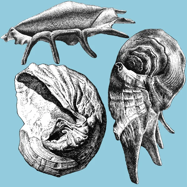 Illustration mit verschiedenen realistischen Muscheln — Stockvektor