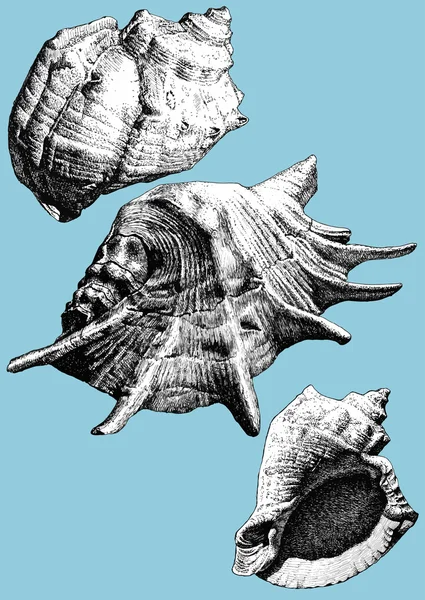 Ilustración con diferentes conchas realistas — Archivo Imágenes Vectoriales