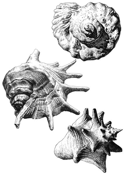 Illustration mit verschiedenen realistischen Muscheln — Stockvektor