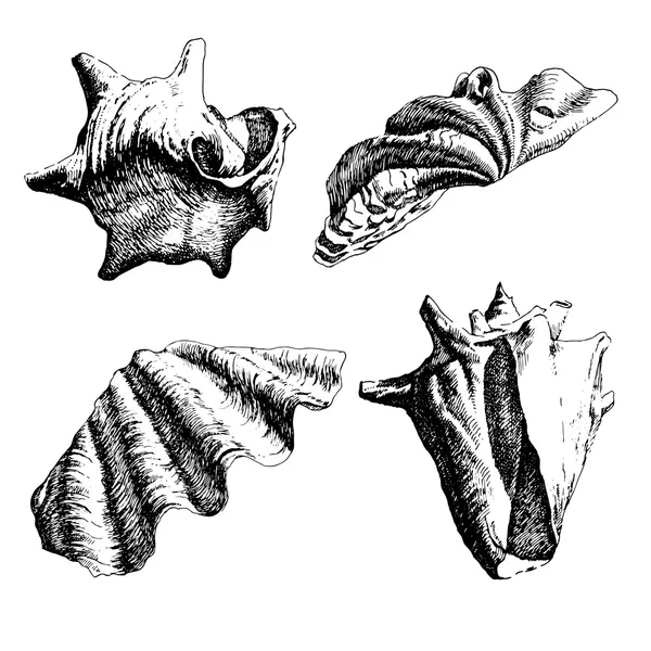 Ilustração com conchas —  Vetores de Stock