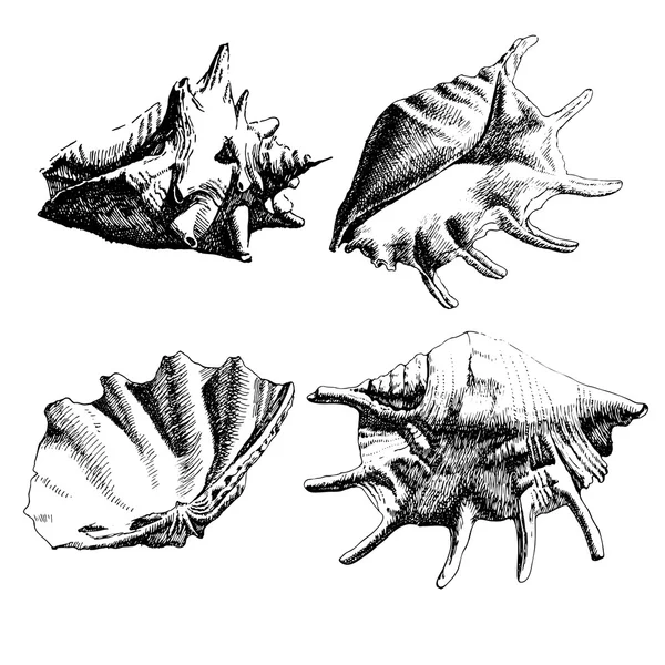 Illustrazione con conchiglie — Vettoriale Stock