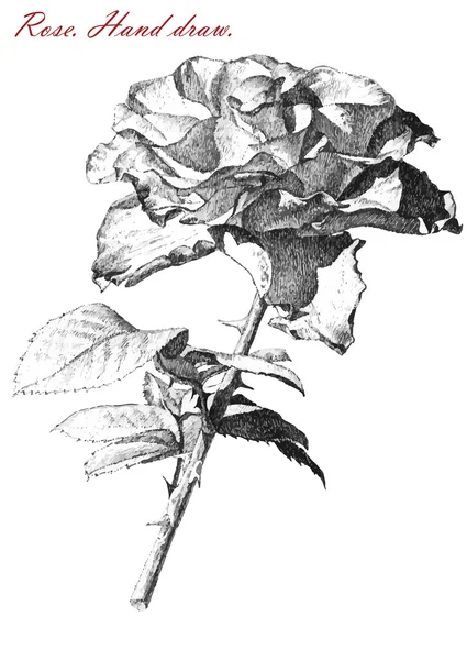 Illustratie met roos op witte achtergrond — Stockvector
