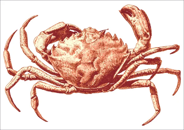 Illustration avec un grand crabe — Image vectorielle