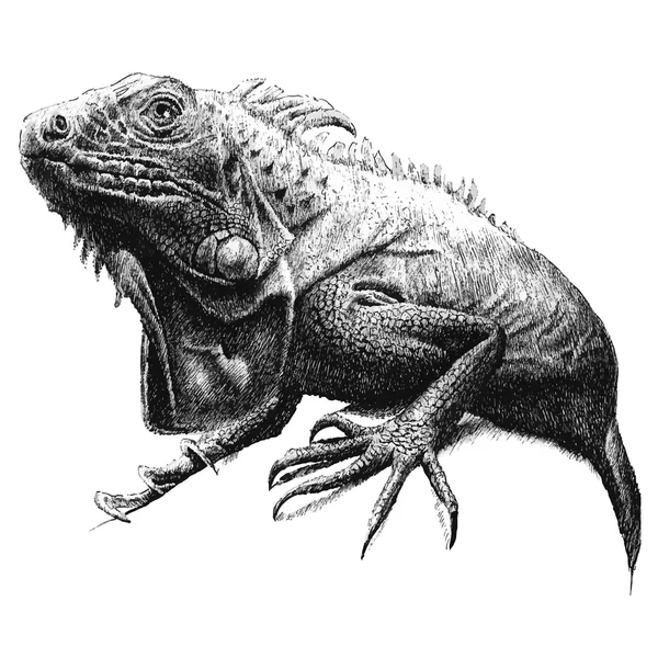 Ilustración con una iguana grande — Archivo Imágenes Vectoriales