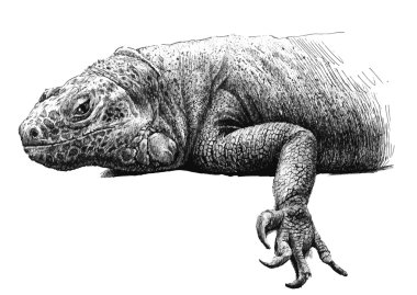 büyük bir iguana ile illüstrasyon             