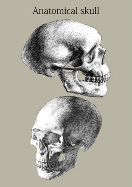 resimde iki anatomik kafatası ile