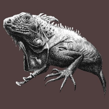 büyük bir iguana ile illüstrasyon 
