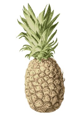 renkli ananas.