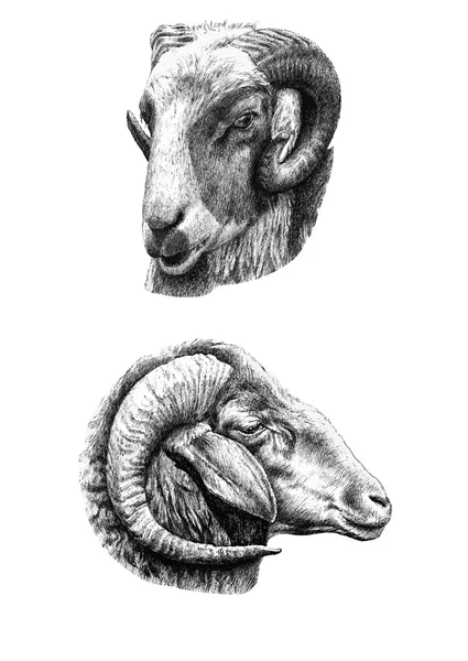 Resimde iki kafa keçi ile — Stok Vektör