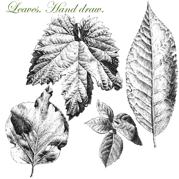 Set con hojas de diferentes formas — Vector de stock