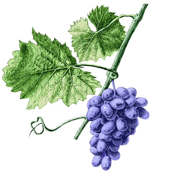 Ilustración con uvas y hojas — Vector de stock