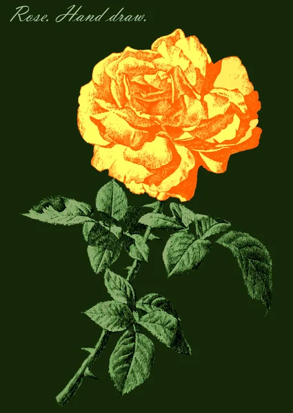 Illustrazione con rosa colorata su sfondo verde — Vettoriale Stock