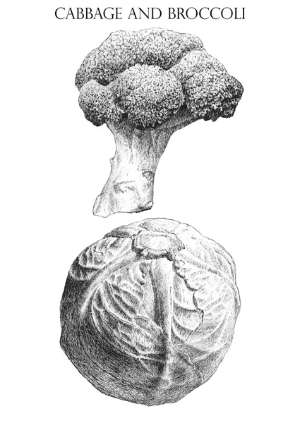 Illustrazione con cavolo e brocoli — Vettoriale Stock