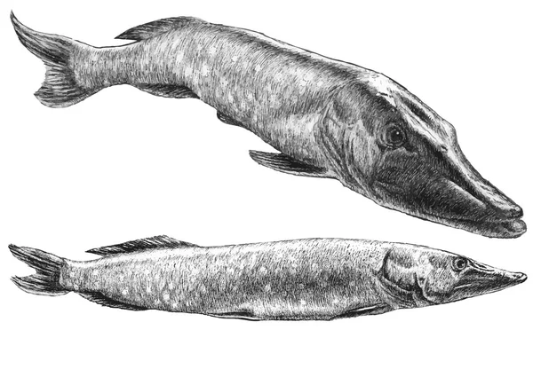 Иллюстрация с двумя реалистичными щуками — стоковый вектор