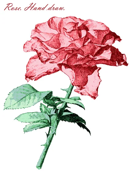 Illustrazione con rosa colorata su sfondo bianco — Vettoriale Stock