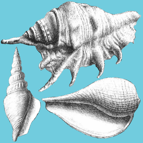 illustration with different realistic shells