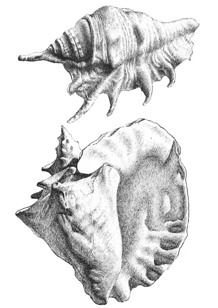 Illustration mit verschiedenen realistischen Muscheln — Stockvektor