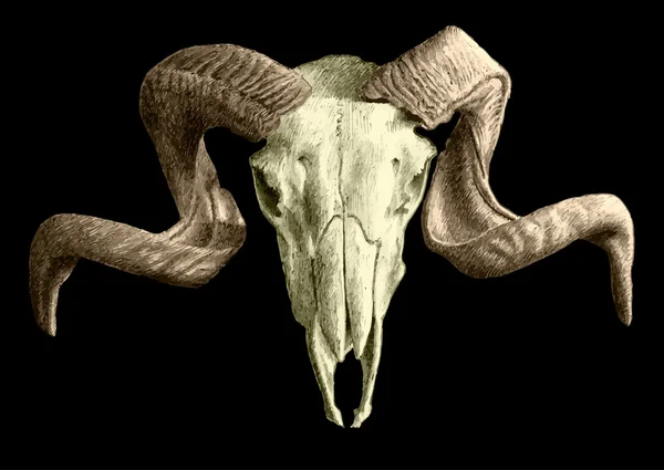 Illustration avec crâne coloré — Image vectorielle
