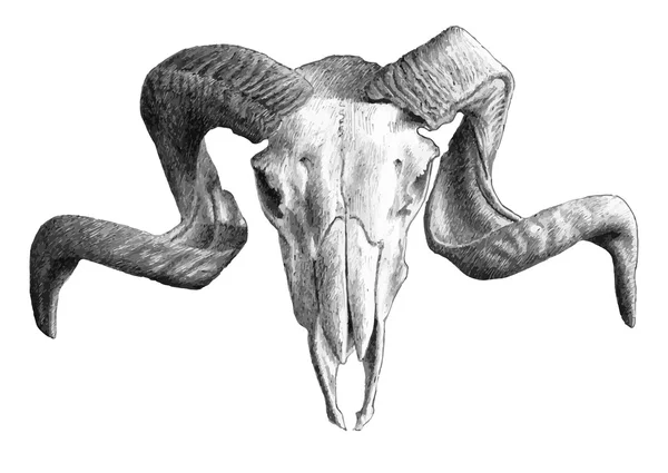 Иллюстрация с черепом — стоковый вектор