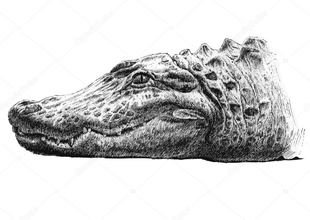 illustration with the head of a crocodile
