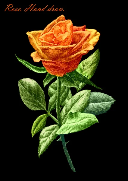 Illustrazione con rosa colorata su sfondo nero — Vettoriale Stock