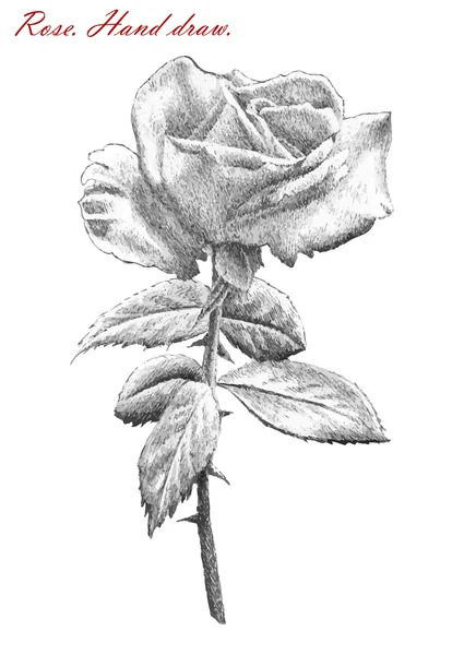 Illustrazione con rosa su sfondo bianco — Vettoriale Stock