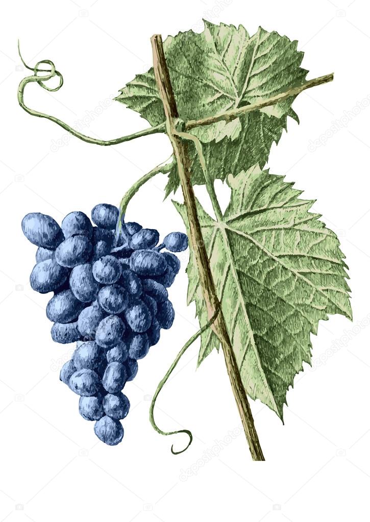 colored illustration with grapes and leaves 