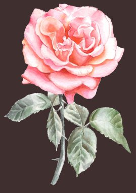 Gerçekçi rose. Suluboya.