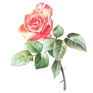 Gerçekçi rose. Suluboya.