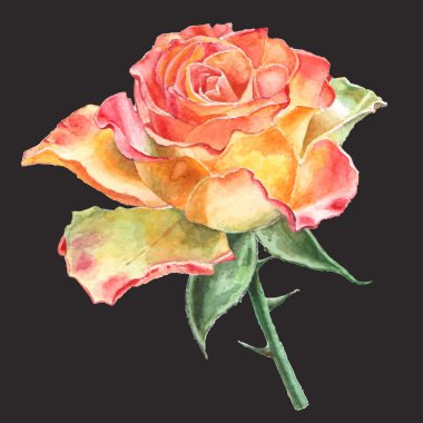 Gerçekçi rose. Suluboya.