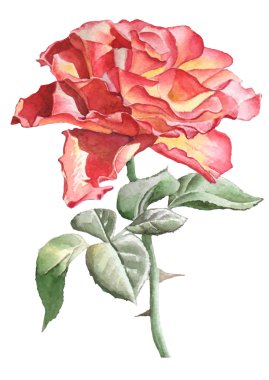 Gerçekçi rose. Suluboya.