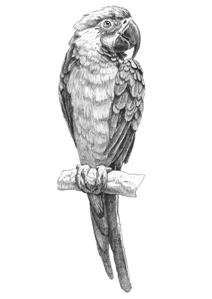 Illustrazione con pappagallo — Vettoriale Stock